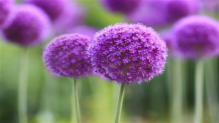 Purple Allium Flowers in Bloom 4K