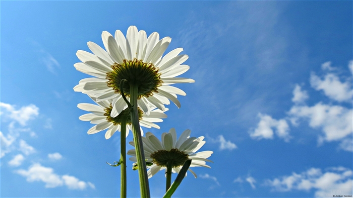 Daisies against a blue sky 4K