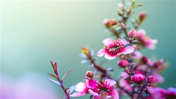 Close-up of Pink Blossoms with Soft Background