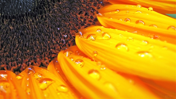 Close-up of a Sunflower with Water Droplets
