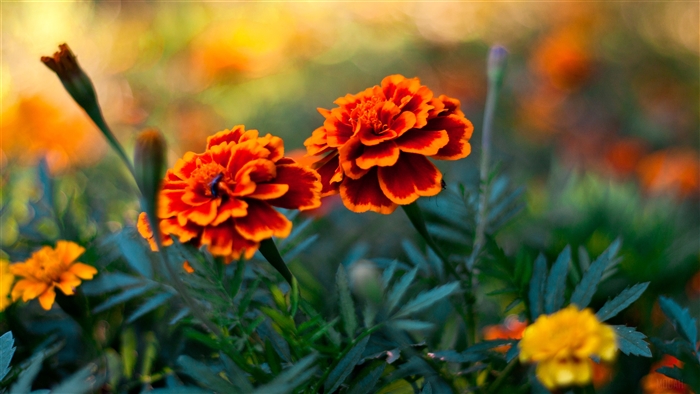 Two orange and red marigolds in a garden