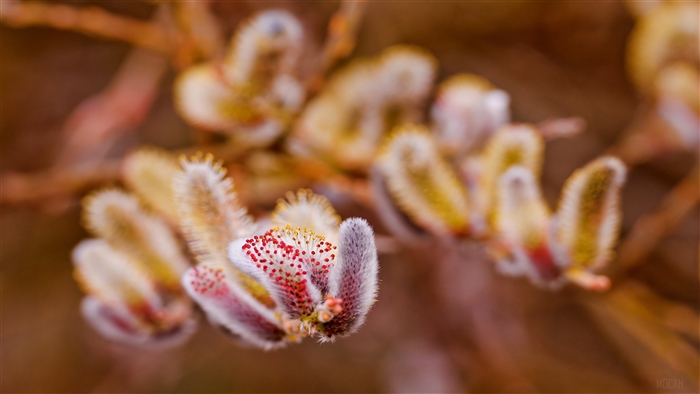 Close-up of Pussy Willow buds in spring