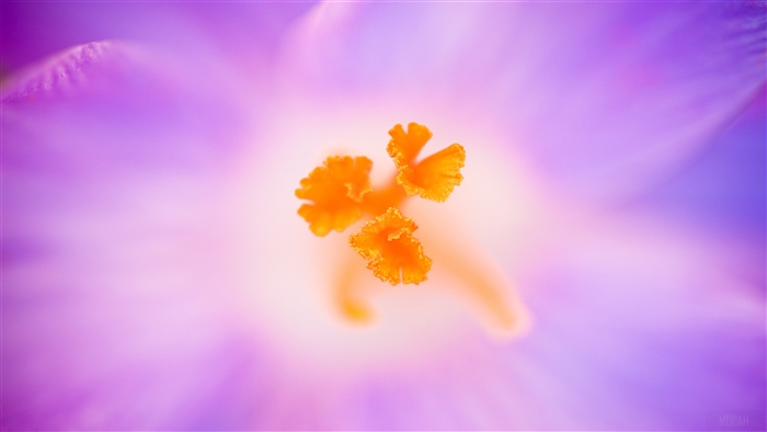 Crocus Heuffelianus Flower