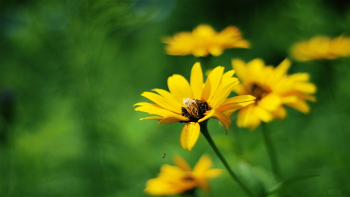 Yellow Summer Flowers