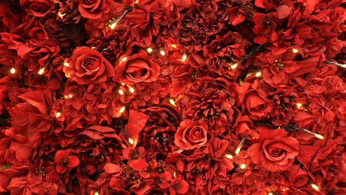 Red Roses and Lights 4K