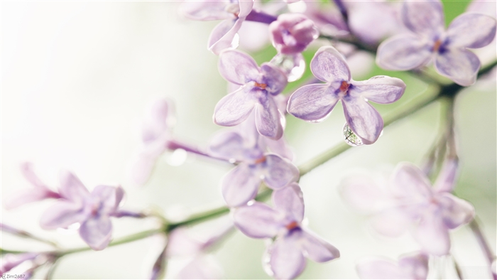 Lilac Flowers