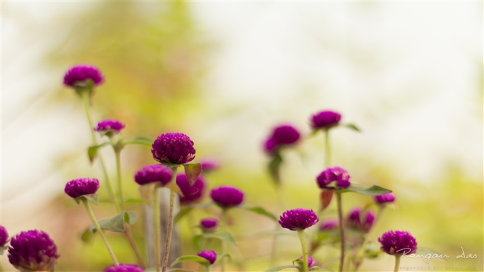 Purple Globe Amaranth Flowers in Garden 4K