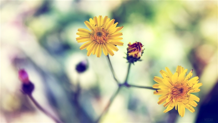 Yellow Spring Daisy