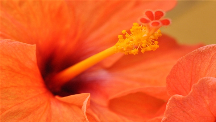 Orange Hibiscus Flower