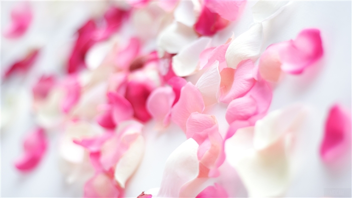Pink and White Rose Petals Scattered