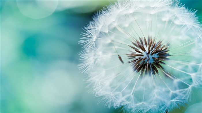 Dandelion Flower