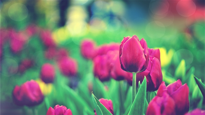 Tulips Garden
