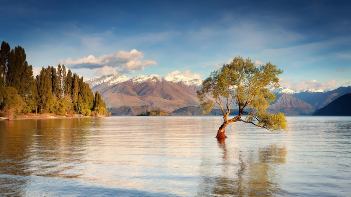 Lone tree in a lake with mountains