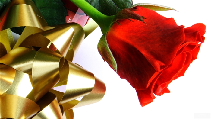 Beautiful Red Love Rose