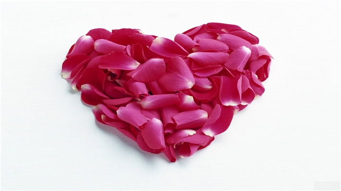 Heart shape made of rose petals 4K