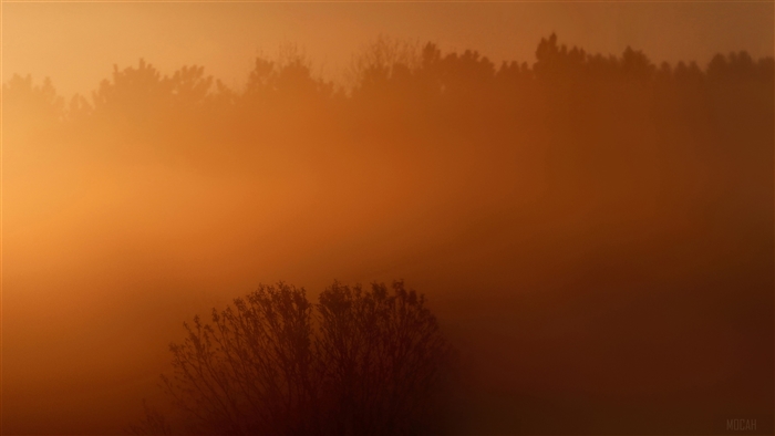 Foggy Sunrise with Trees 4K