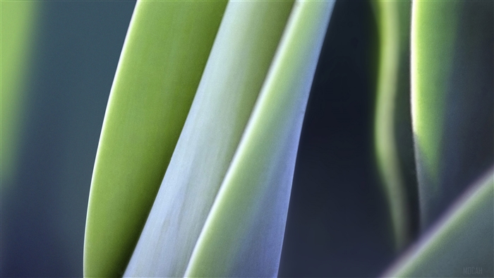 Macro view of green plant leaves