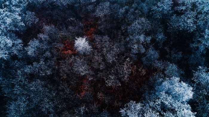 Frozen Forest