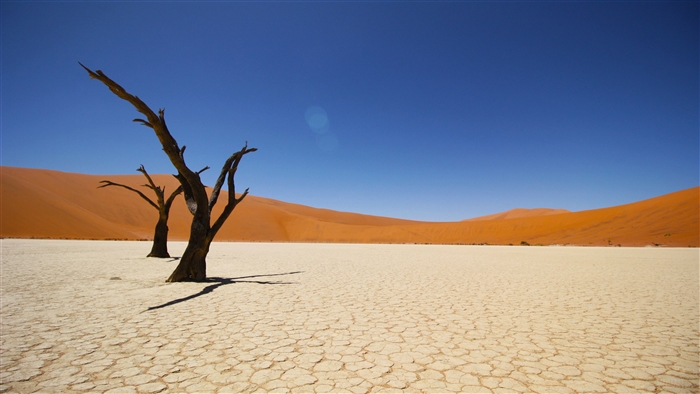 Dead trees in Namib Coastal Desert 4K