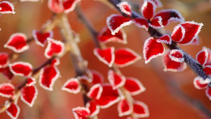 Frozen Red Leaves on Branches 4K