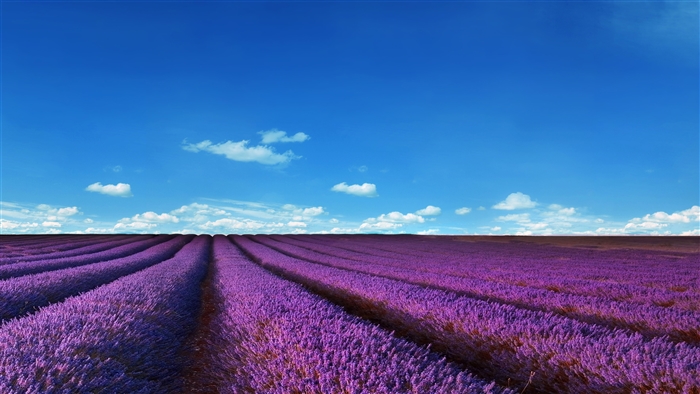 Lavender Fields