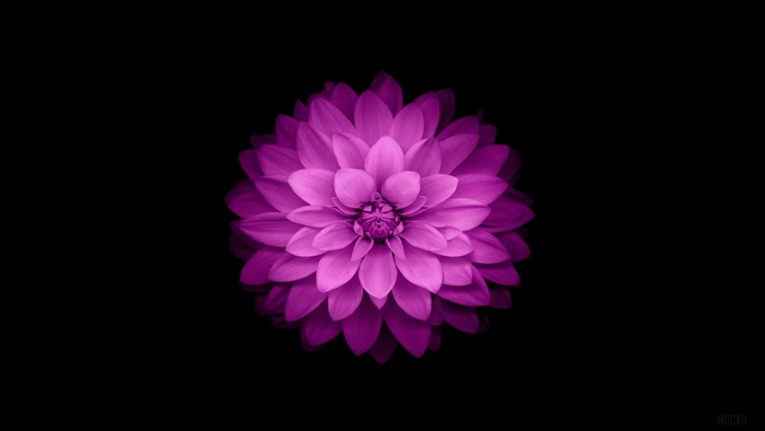 Purple Dahlia Flower 4K