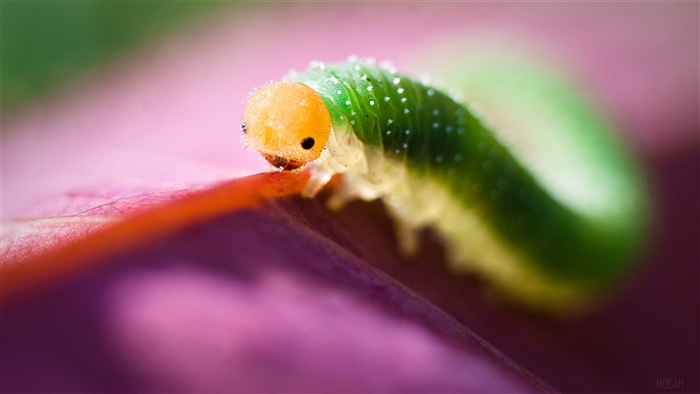 Close-up of a green caterpillar on a pink leaf