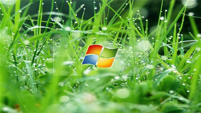Windows Logo with Glass Effect on Dewy Grass 4k
