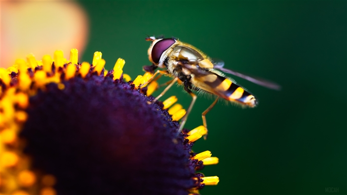 Hoverfly on a Flower 4K