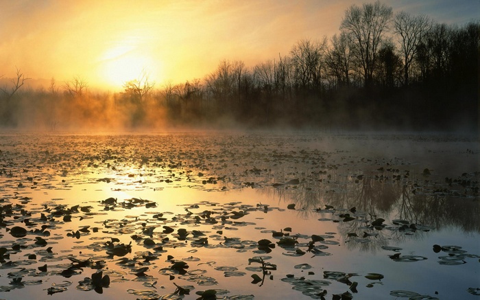 Sunrise over a misty lake with lily pads