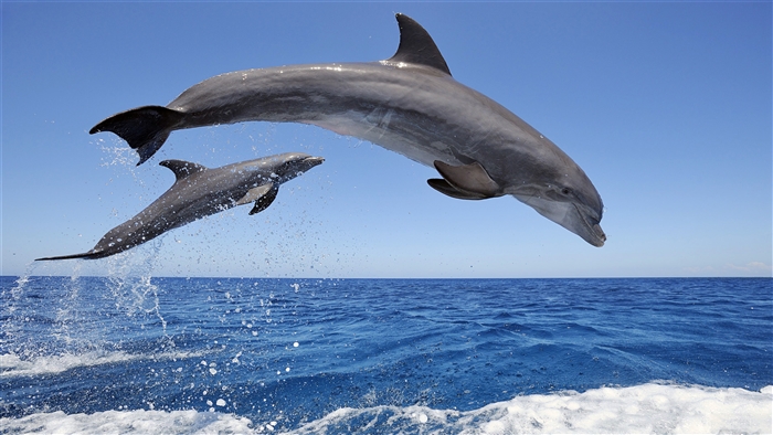 Two Common Bottlenose Dolphins leaping from the ocean
