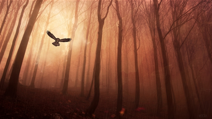 Owl flying in a misty forest 4K