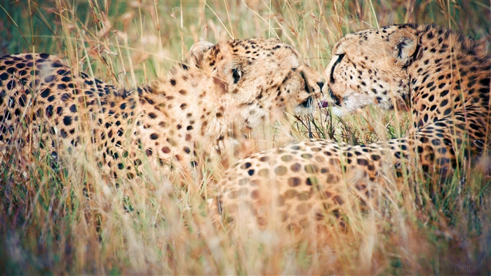 Two Cheetahs in Tall Grass