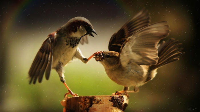 Two sparrows fighting over food with rainbow in background