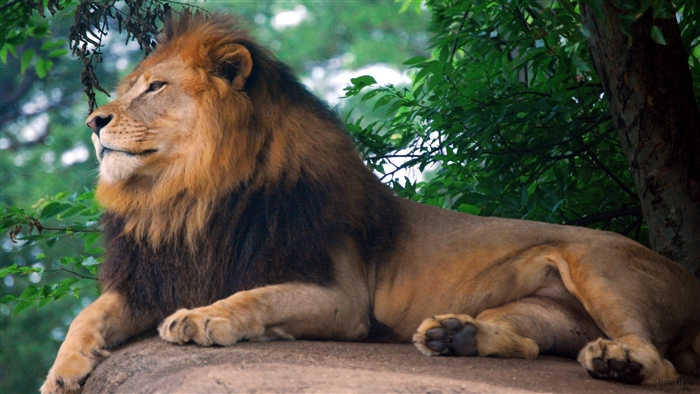Lion King of Zoo