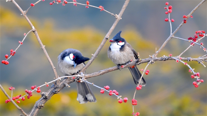 Red whiskered Bulbul Birds