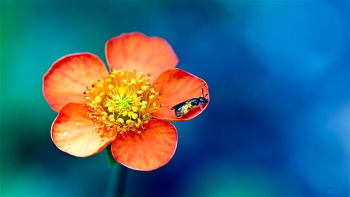 Orange flower with bee and pollen 4K