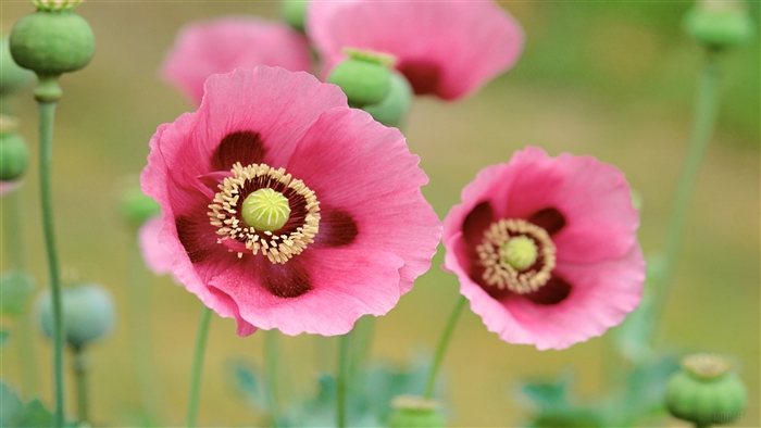 Pink Poppies Flowers 4K