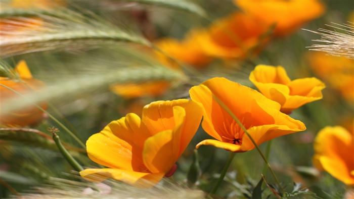 California Poppies in Summer 4K