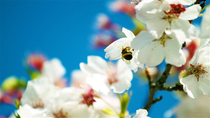 Bee on Cherry Blossom 4K