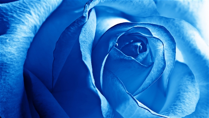 Blue Rose