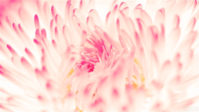 Close-up of a pink daisy flower in 4K