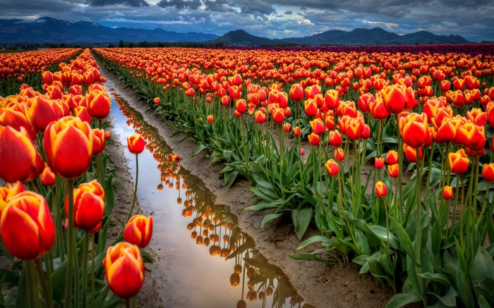 Field of Red and Yellow Tulips with Mountains