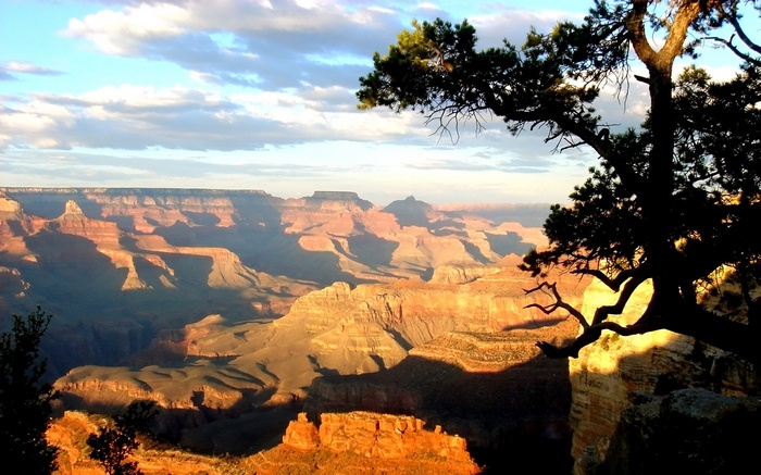 Grand Canyon at sunset with a silhouetted tree