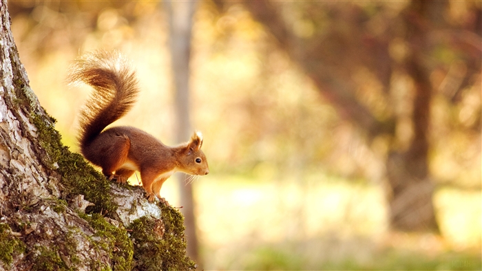 Red Squirrel on a Mossy Tree Trunk 4K