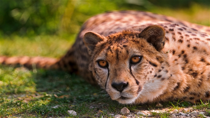 Cheetah lying on grass
