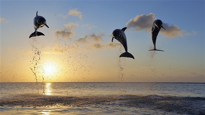 Dolphins jumping at sunset in Bay Islands 4K