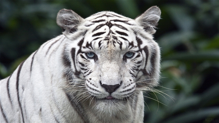 Close-up of a white tiger with blue eyes