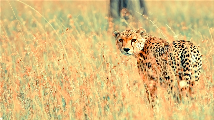 Beautiful Cheetah in Tall Grass 4K