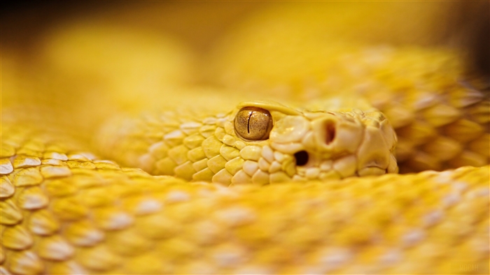 Albino Rattlesnake